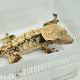 드리피 화이트스팟