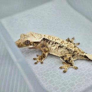 노멀 쿼드 드리피 화이트스팟