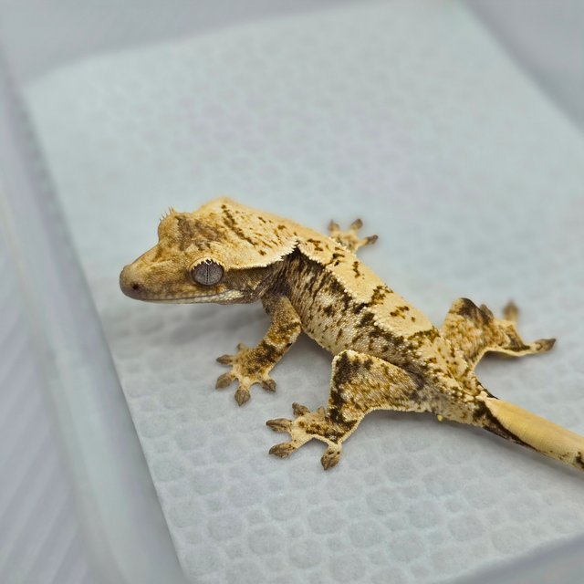 노멀 화이트스팟