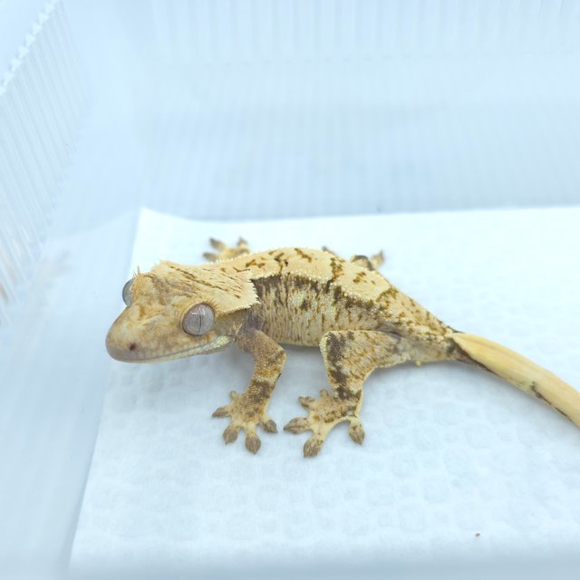 노멀 화이트스팟