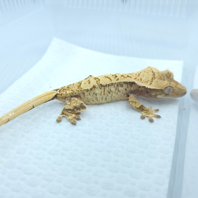 노멀 화이트스팟