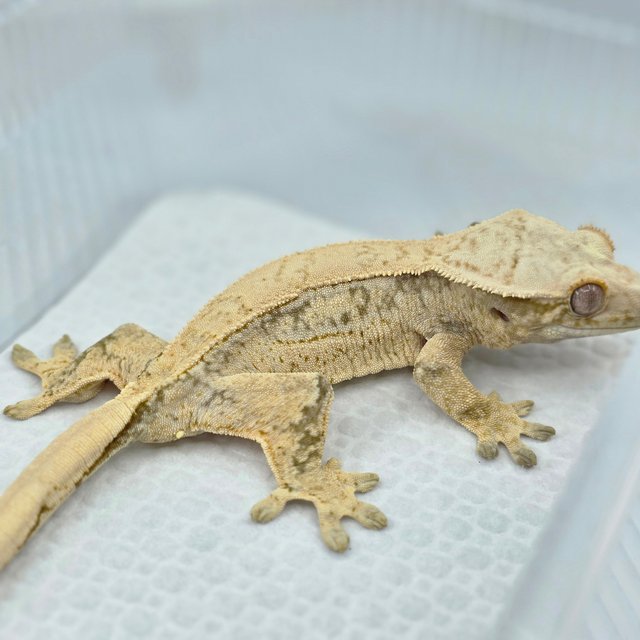 노멀 쿼드 드리피 화이트스팟