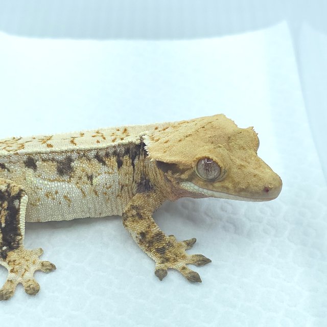 쿼드 화이트스팟 드리피