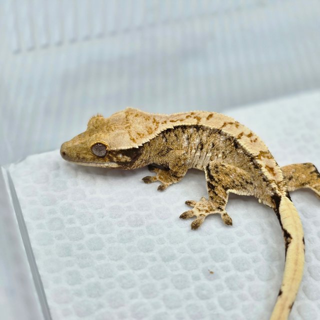 노멀 화이트스팟