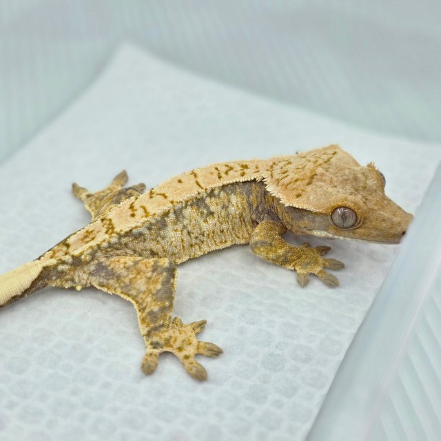 노멀 화이트스팟