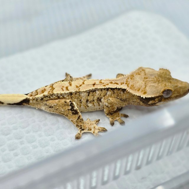 노멀 화이트스팟