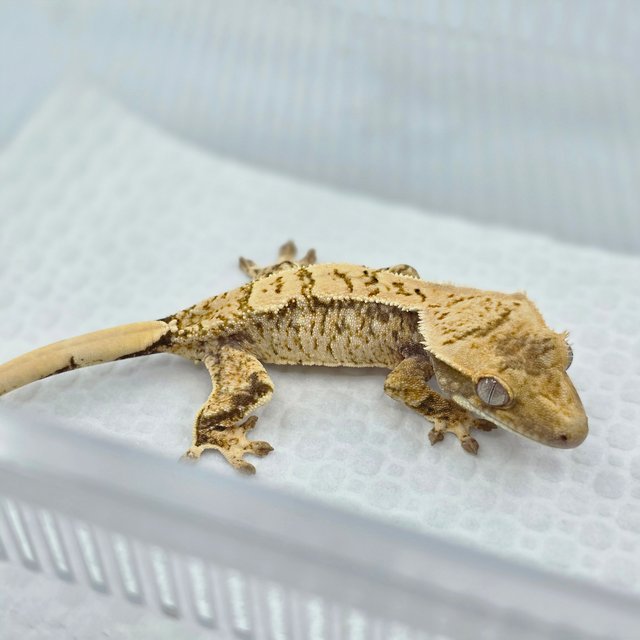 노멀 화이트스팟