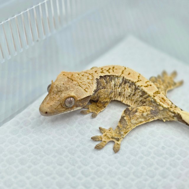 노멀 화이트스팟