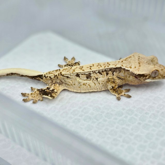 노멀 쿼드 드리피 화이트스팟