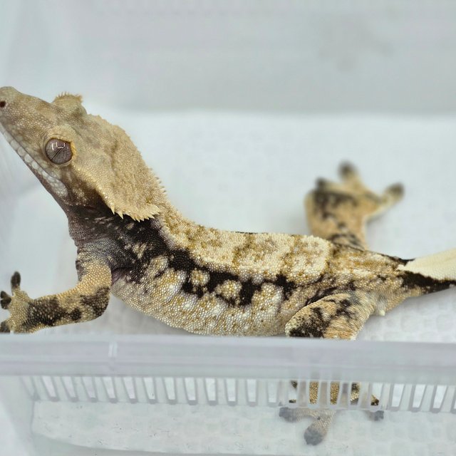 드리피 화이트스팟