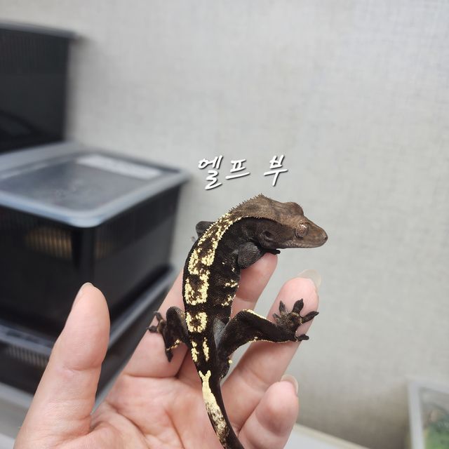 카푸치노