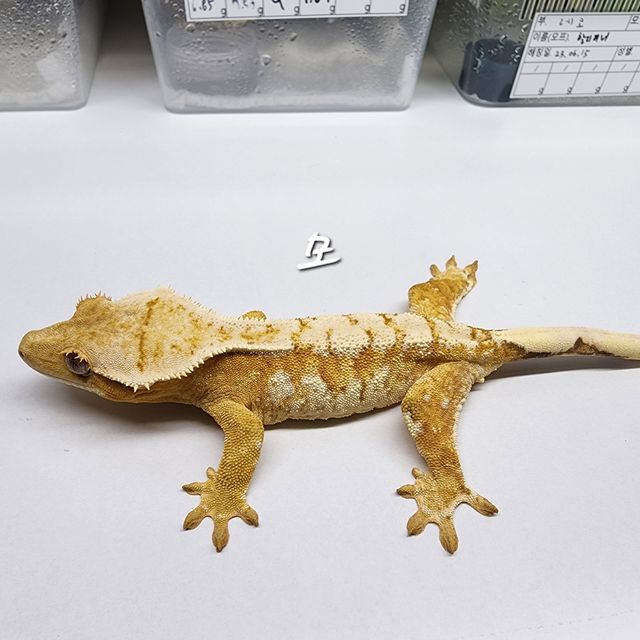 크림시클