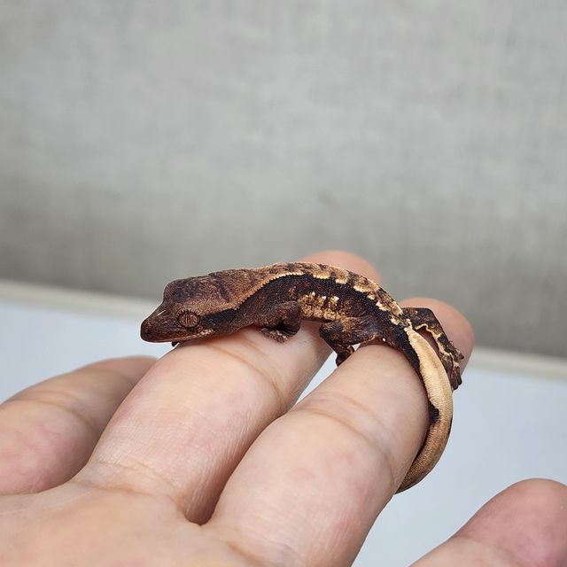 익스트림할리퀸 트라이