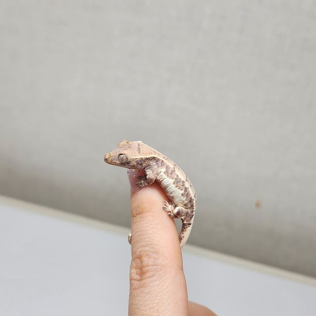 프라푸치노