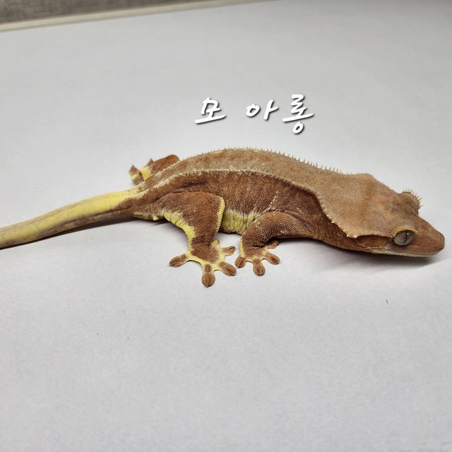 릴리화이트 팬텀 레드