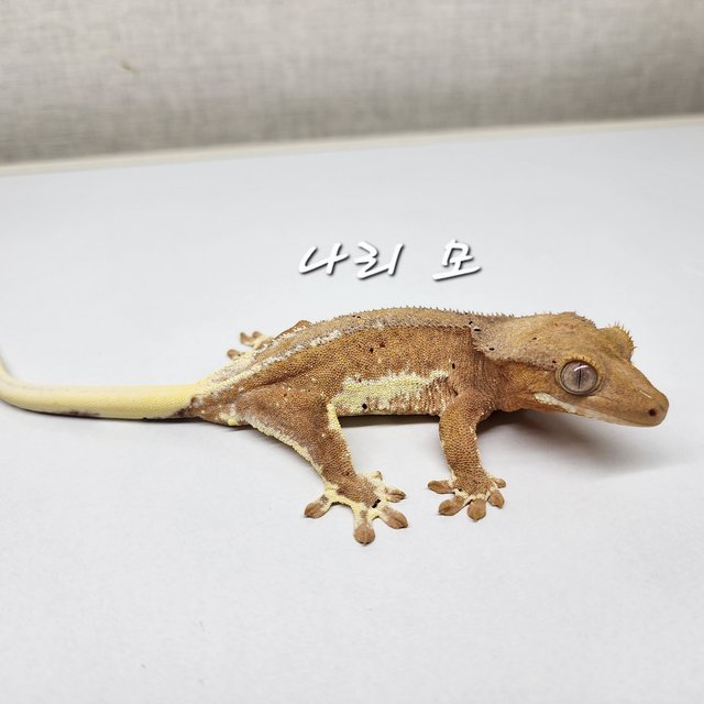 릴리화이트 팬텀