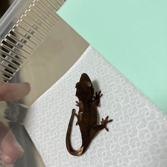 챠콜 알티