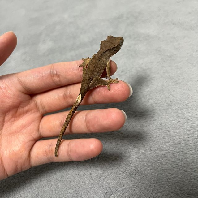 챠콜 알티