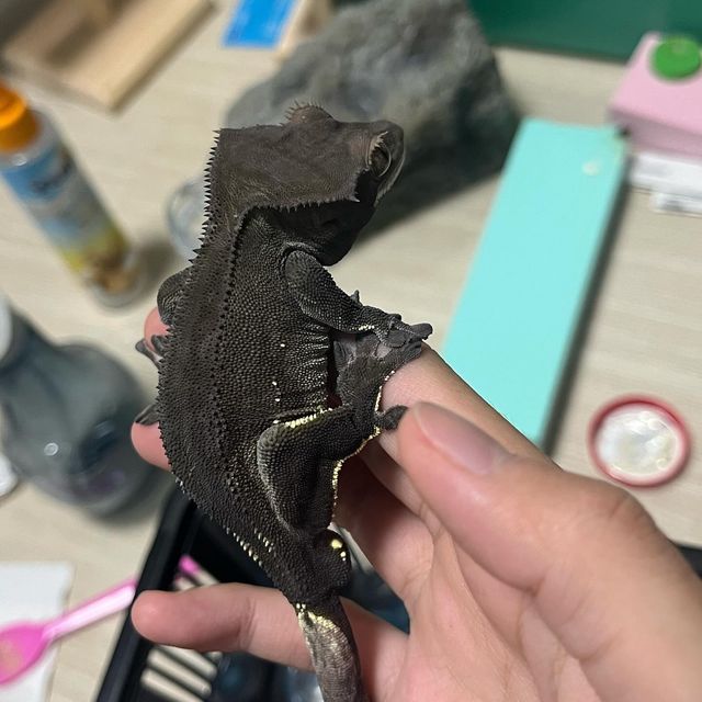 알티 챠콜