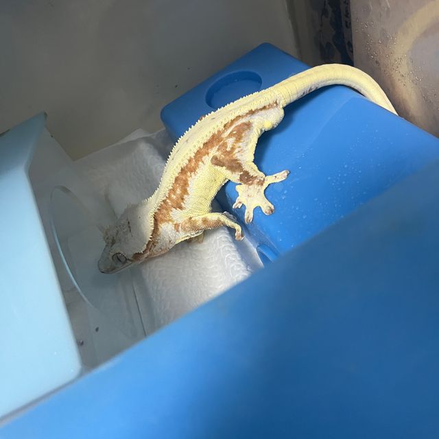 레이지 크림시클 릴리화이트