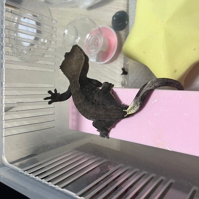 알티 챠콜 카푸치노