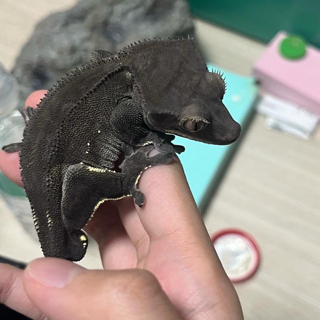 알티 챠콜