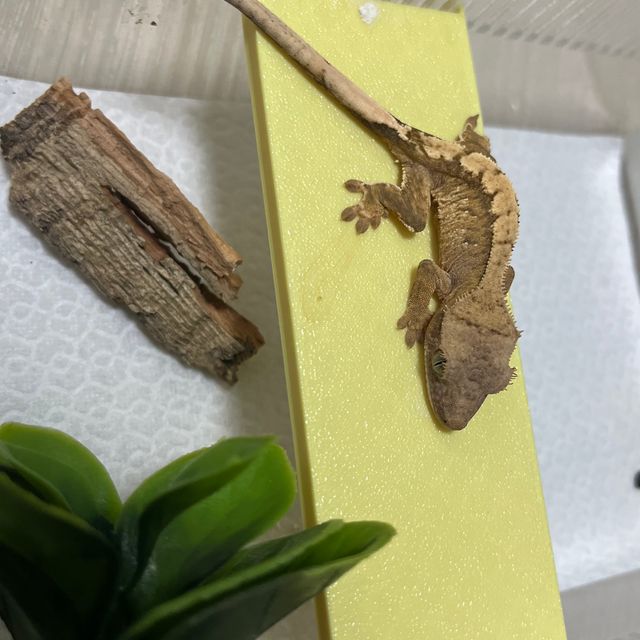 크림 크림시클