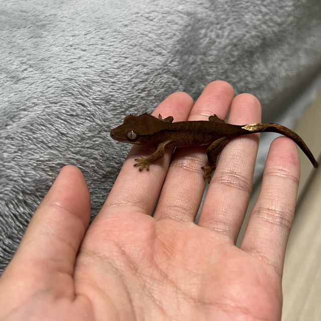챠콜 알티