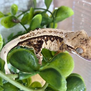 노멀 트라이 풀핀