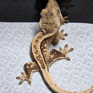 노멀 트라이 풀핀