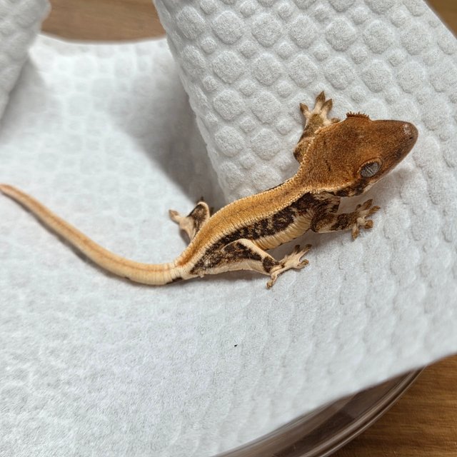 릴리화이트 솔리드백