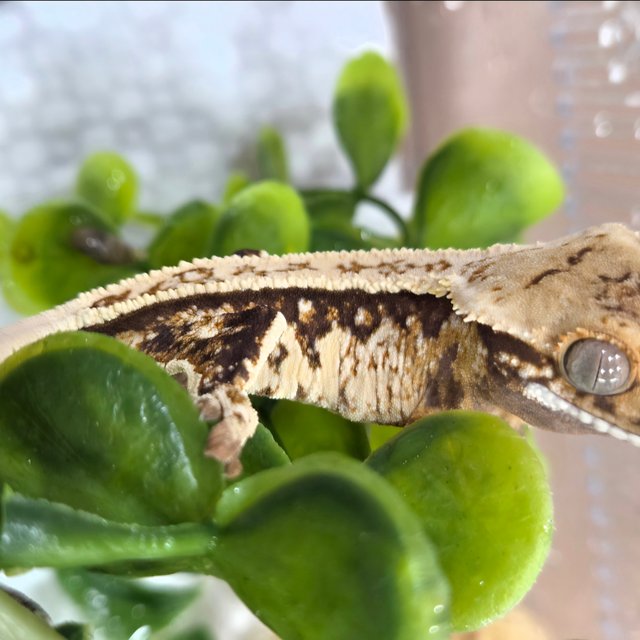 노멀 트라이 풀핀