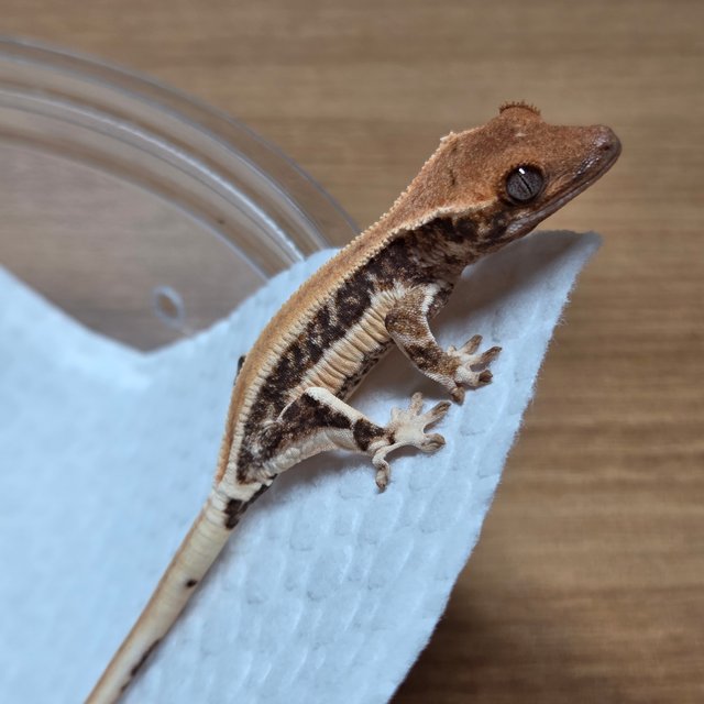 릴리화이트 솔리드백