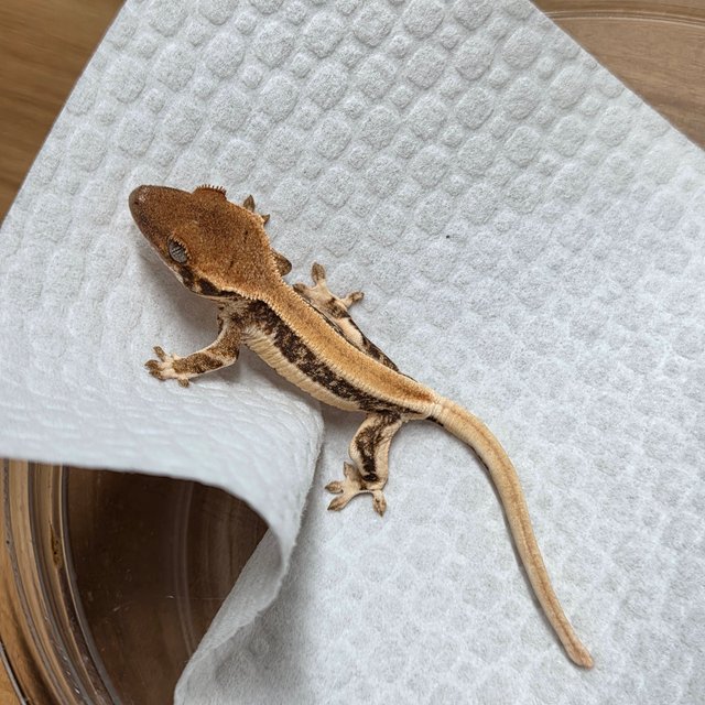 릴리화이트 솔리드백