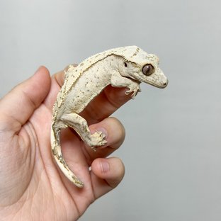 팬텀 크림 크림시클 옐로우