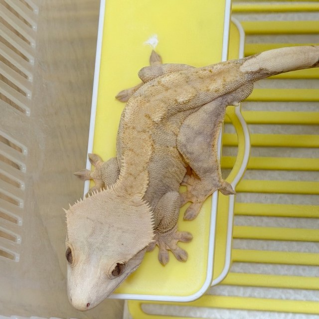 옐로우 크림 크림시클