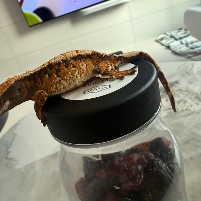 노멀 트라이 텐저린