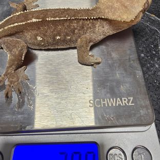 아잔틱