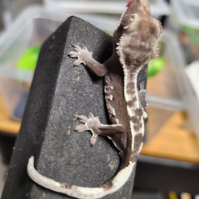 아잔틱