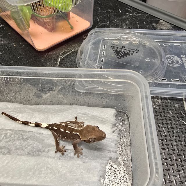 아잔틱