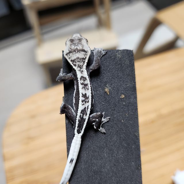 아잔틱