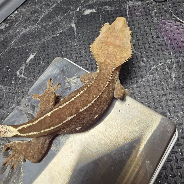 아잔틱