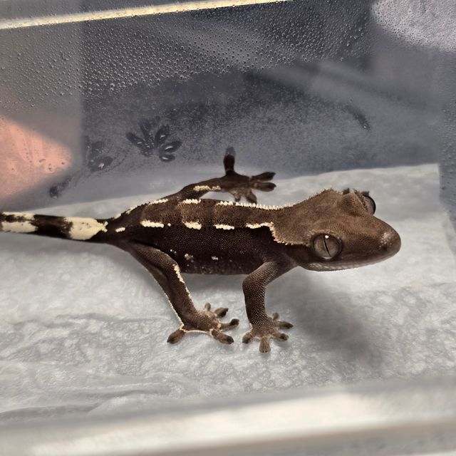 아잔틱