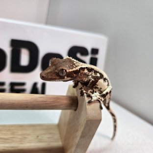 릴리 세이블 릴리100%헷아잔틱