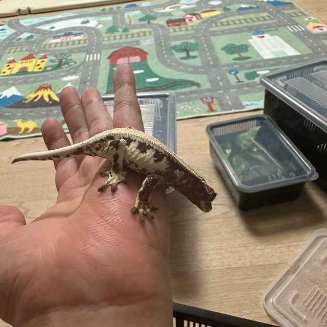 릴리 세이블 릴리100%헷아잔틱