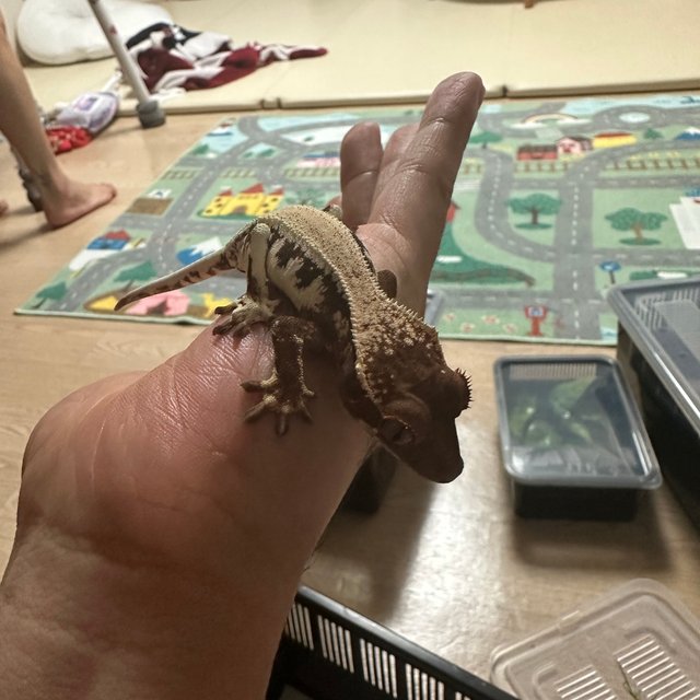 릴리 세이블 릴리100%헷아잔틱