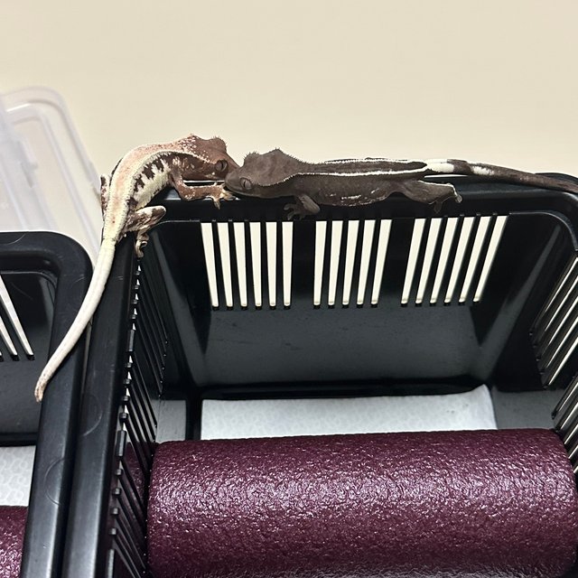 릴리 세이블 릴리100%헷아잔틱