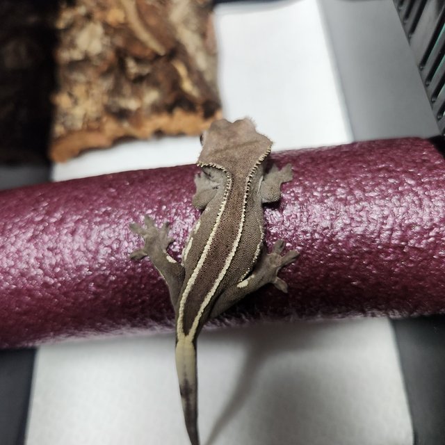 아잔틱 핀스트라이프