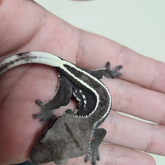 아잔틱 핀스트라이프