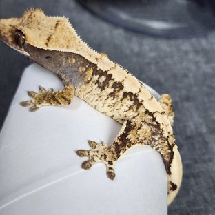 트라이 익스트림할리퀸 화이트포트홀 화이트스팟